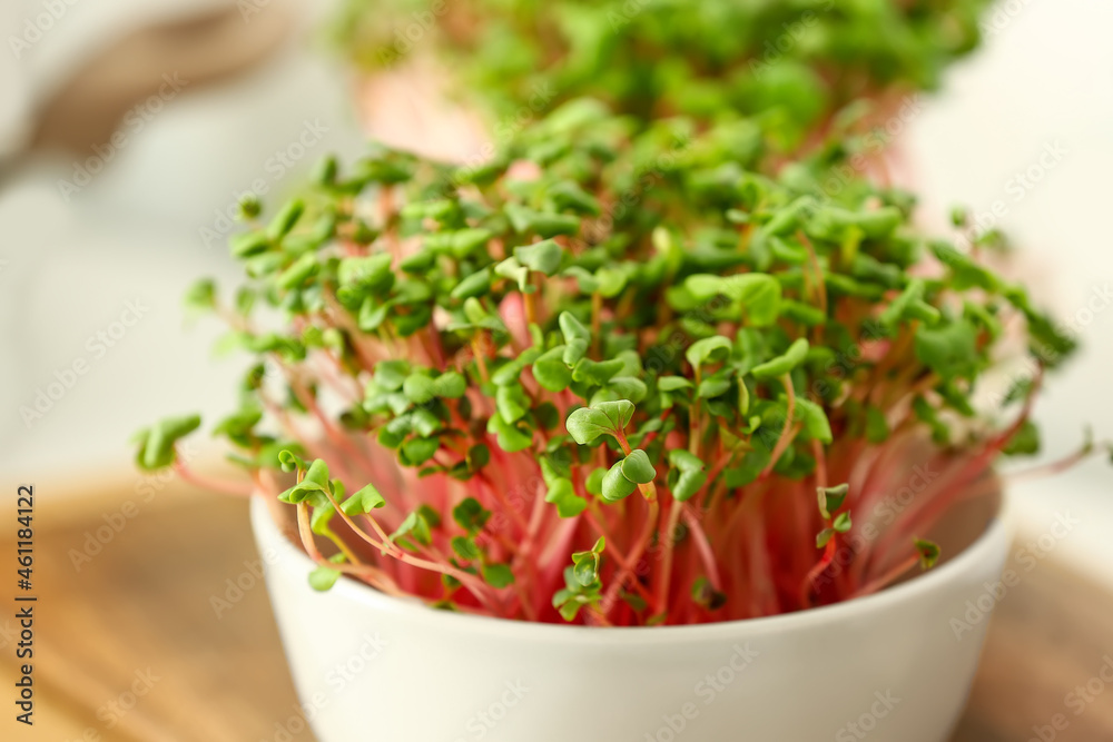 Bowl with fresh organic microgreen, closeup Bowl with fresh organic microgreen, closeup