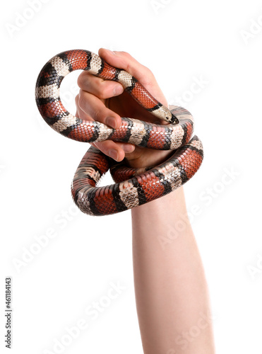 Hand of owner with red king...