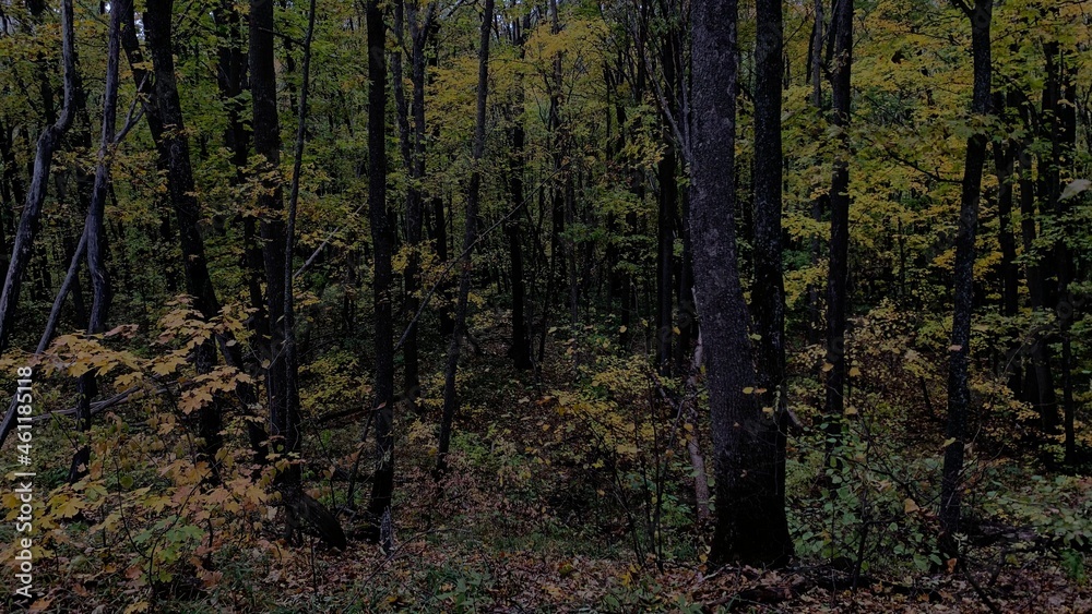 Obraz premium trees in the forest