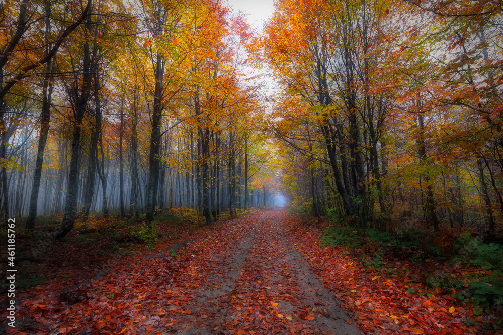 Image of trees in autumn. Turkey.