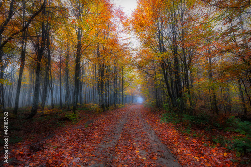 Fototapeta Naklejka Na Ścianę i Meble -  Image of trees in autumn. Turkey.