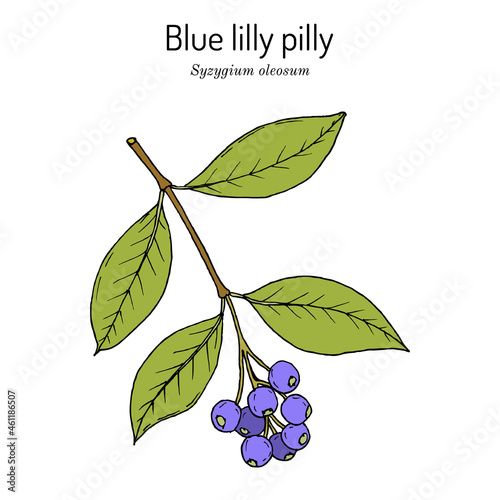Scented satinash or blue lilly pilly Syzygium oleosum , edible and ornamental plant photo