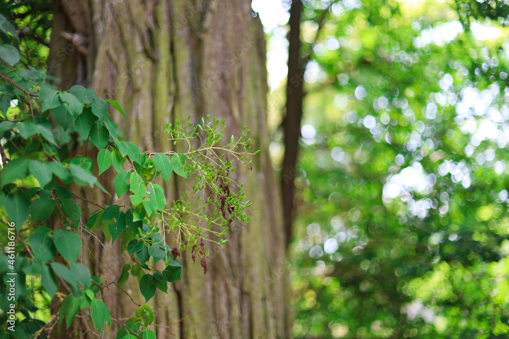 Naklejka premium forest, twig on wood background