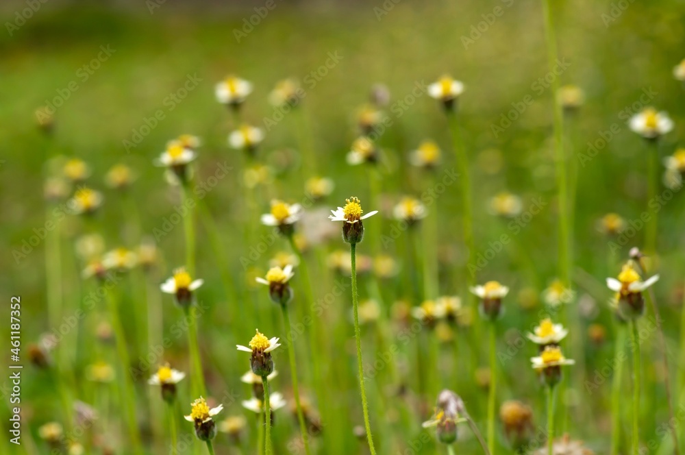 Tiny yellow flowers in the meadow, selected focus