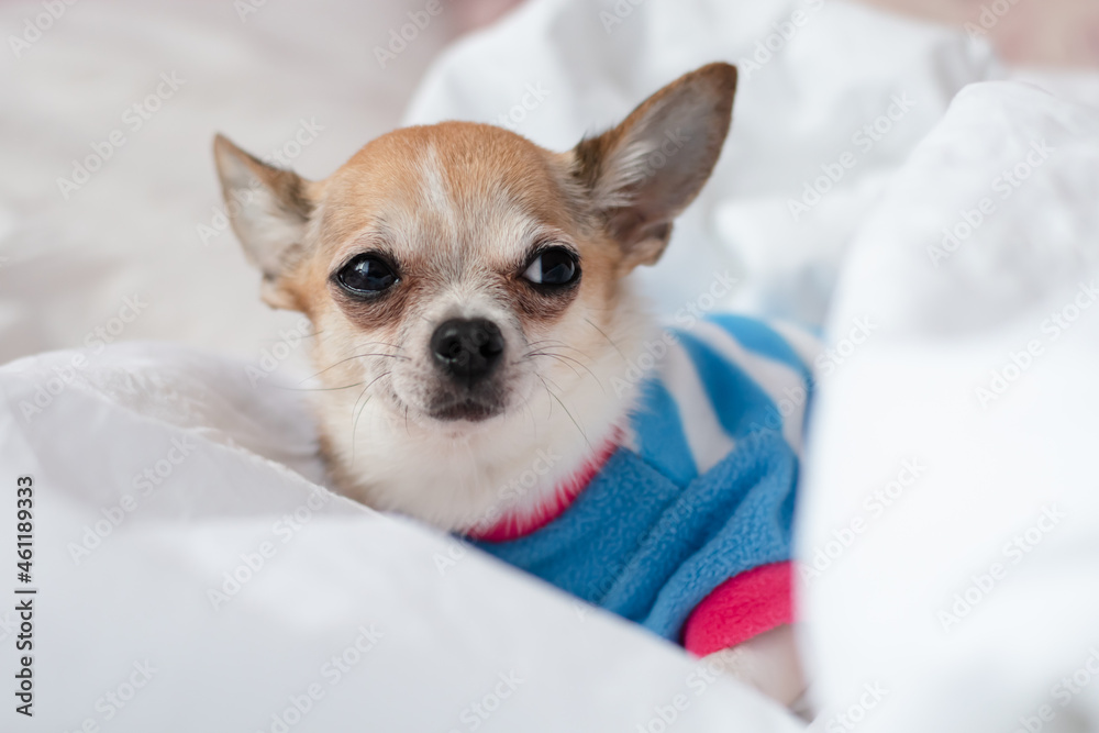 Chihuahua in a striped sweatshirt is relaxing on the bed. Beautiful cute little dog sleeping on white pastel linen. Chihuahua in a striped sweatshirt is relaxing on the bed. Beautiful cute little dog sleeping on white pastel linen.