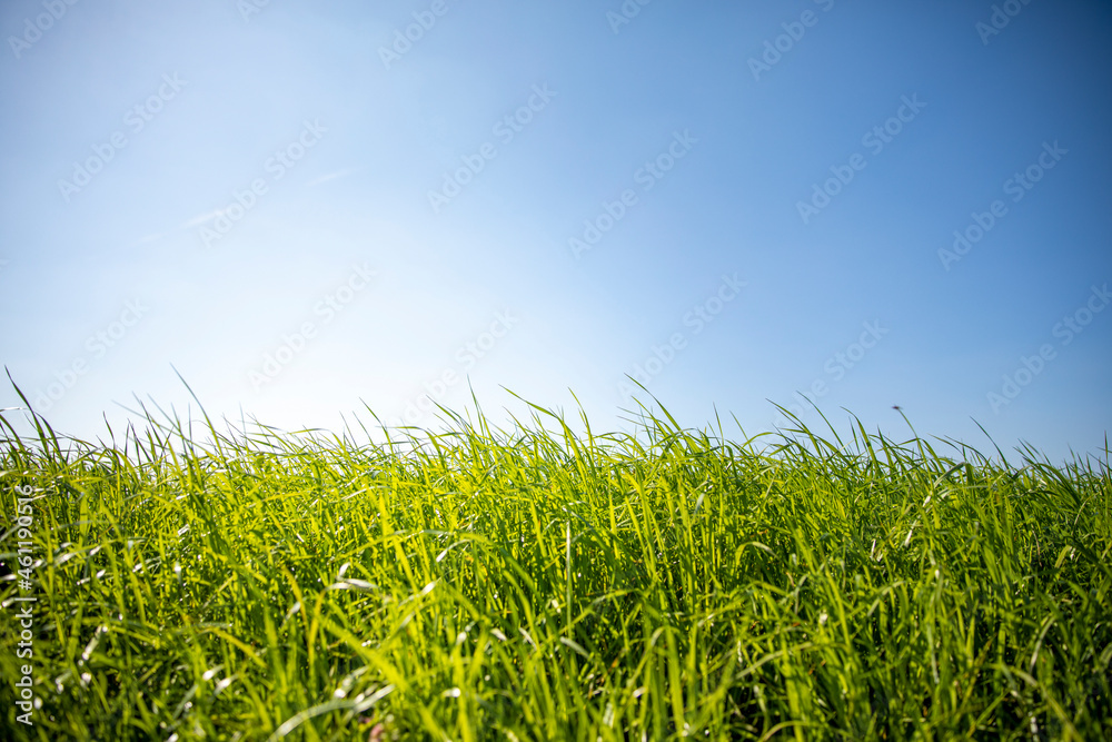 Fototapeta premium Herbe verte dans les champs au printemps avant la tonte de la pelouse.