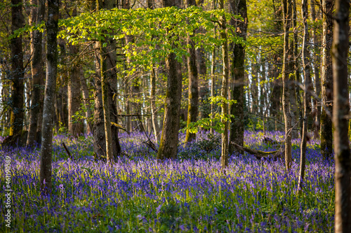 Arbres en forêt au printemps au milieu des fleurs violettes.