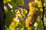 Grappe de raisin blanc sous le soleil d'automne avant les vendanges.