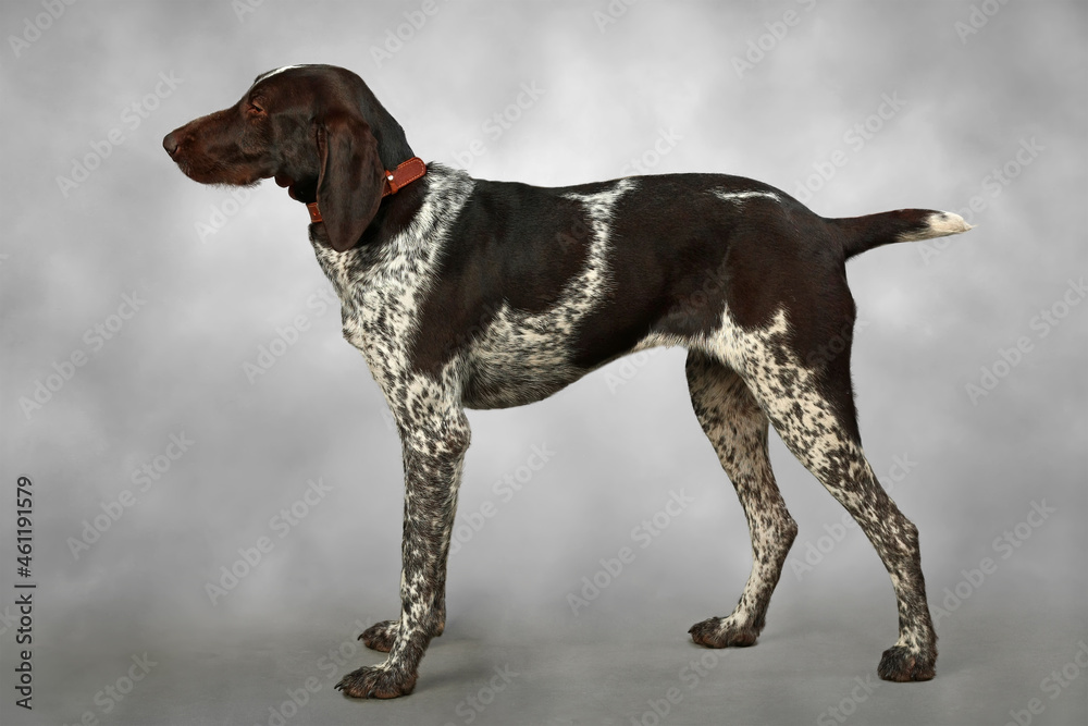 Retriever. Kurzhaar (German Shorthair Poynter). Retriever. Kurzhaar (German Shorthair Poynter).