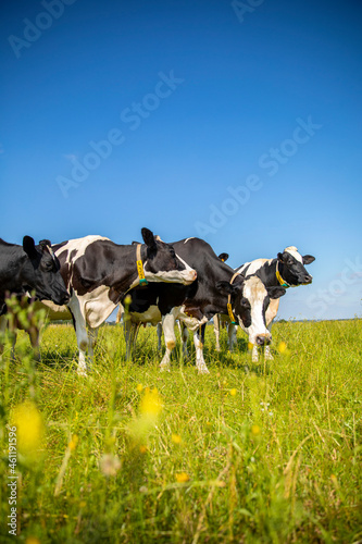 Troupeau de vaches en campagne au printemps. © Thierry RYO