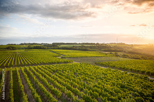 Paysage et vigne dans un vignoble en France.