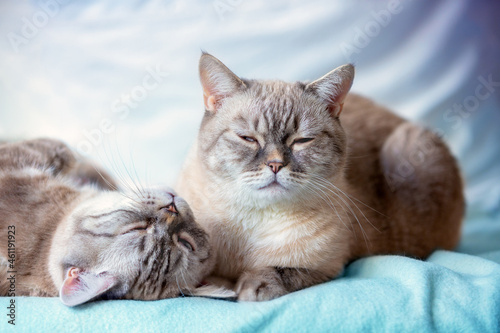 Two cute cats laying on a blue blanket