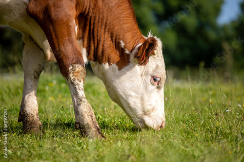 Vache laitière au champ en train de brouter l'herbe fraiche et verte.