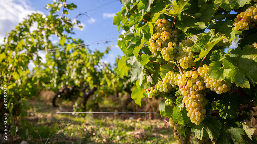 Grappe de raisin blanc dans les vignes avant les vendanges.