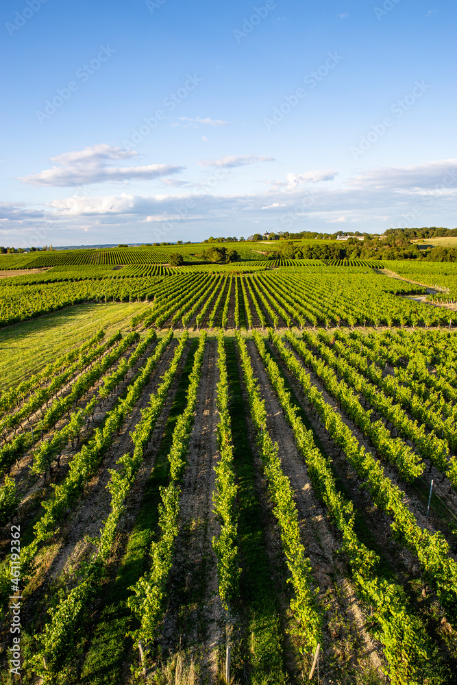 Paysage de vigne, vignoble en Anjou au printemps.