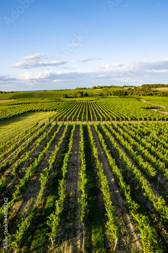 Paysage de vigne, vignoble en Anjou au printemps.