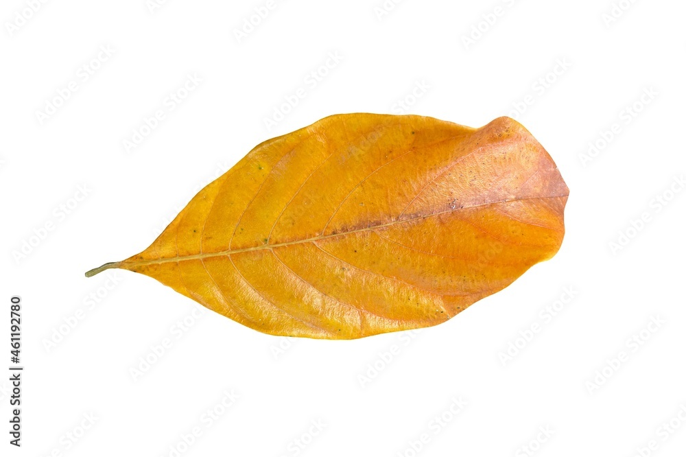 Dry leaf isolated on white background... Dry leaf isolated on white background...