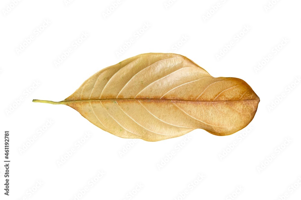 Dry leaf isolated on white background... Dry leaf isolated on white background...