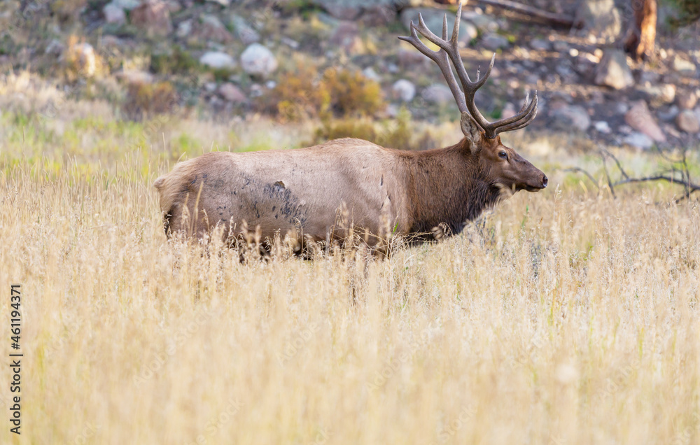 Elk