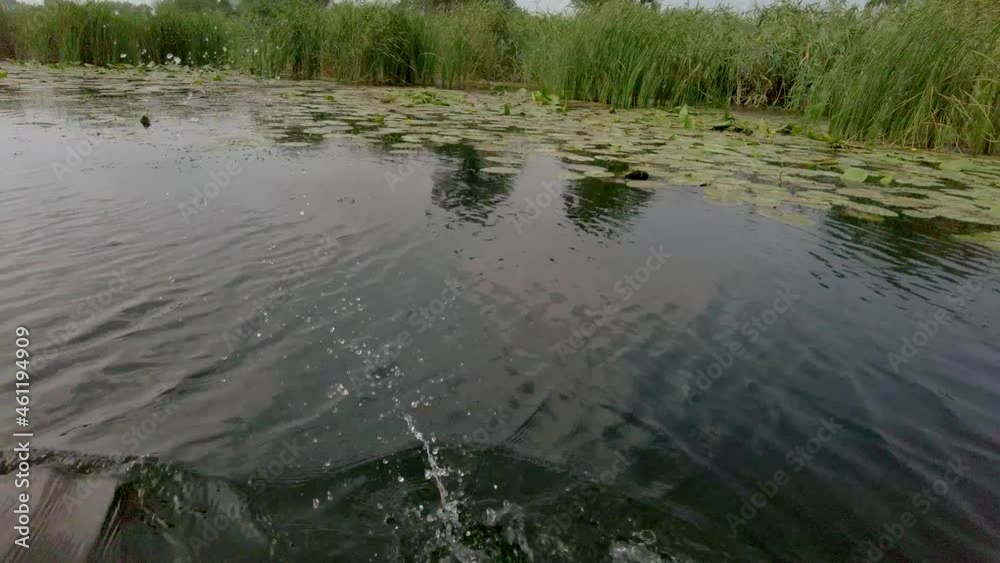close-up of an oar plunging into the river in the background, a bank with reeds and water lilies. close-up of an oar plunging into the river in the background, a bank with reeds and water lilies.