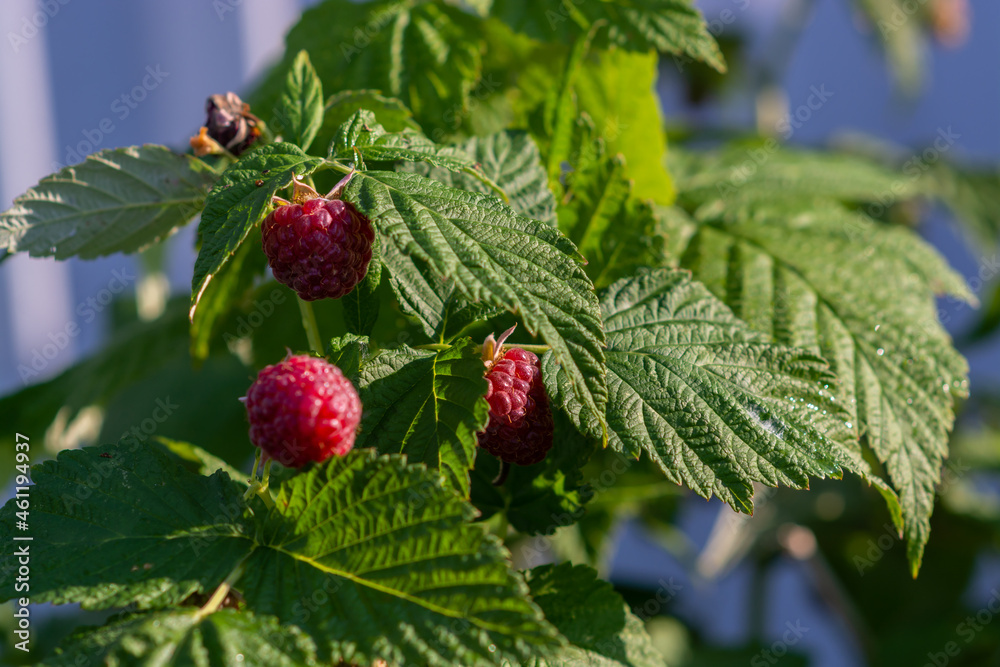 Large ripe red berries of varietal raspberries hang on the branches. Large ripe red berries of varietal raspberries hang on the branches.