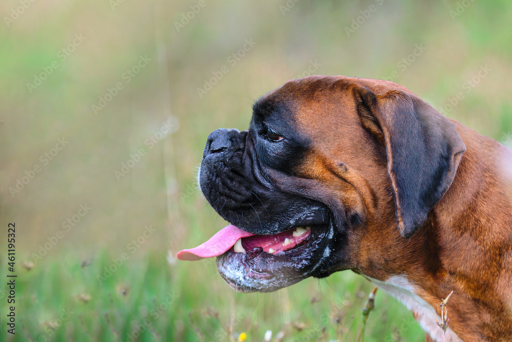 Large dog of breed German boxer sticking out tongue, in the heat for a walk