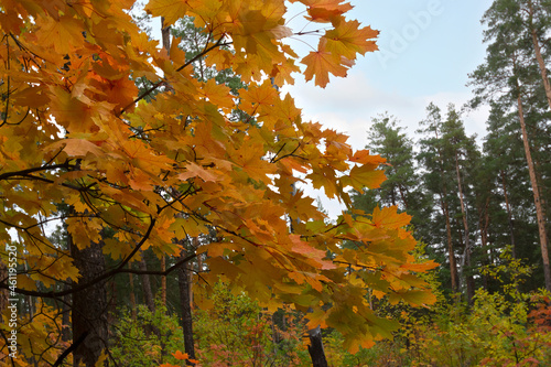 Wallpaper Mural Orange maple on the background of an unfocused autumn landscape Torontodigital.ca