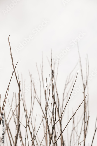 Thin naked autumn tree branches without leaves. Abstract natural fall autumn background