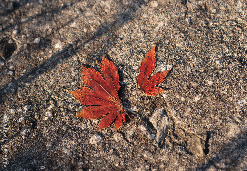 Red maple leaf on the road view from above. High quality photo