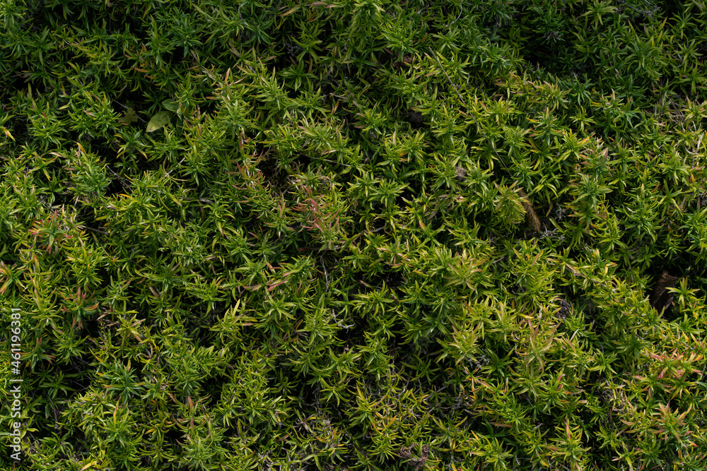 Green fence background image. Hedgerow texture. Green lence desktop background. . High quality photo
