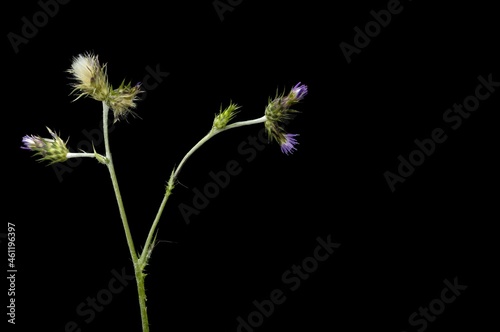 Carduus pycnocephalus, with common names including Italian thistle, Italian plumeless thistle, and Plymouth thistle, is a species of thistle. It is native to the Mediterranean region in southern Europ photo