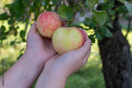 Delicious ripe varietal apples are ripe on the garden plot. Fruit. 