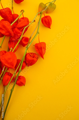 The orange flowers of physalis are isolated on a yellow background. Dried flowers. Autumn template. Warm. cozy and bright autumn. The palette of autumn colors