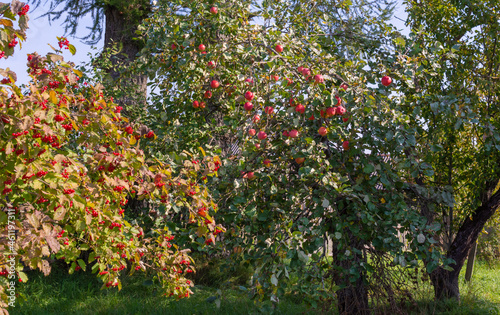 An apple tree strewn with ripe red juicy delicious apples. 