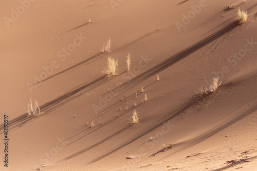 view from Nature and landscapes of dasht e lut or sahara desert with tamarisk trees . Middle East desert