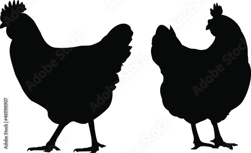 Vector chicken silhouette isolated on white background