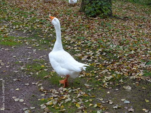 White goose in autumn landscapes raised its head and shouts 