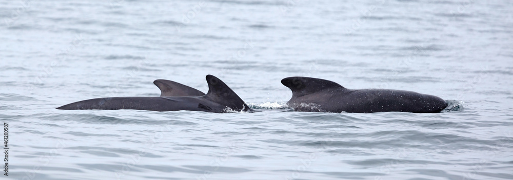 Fototapeta premium Pilot whale (Globicephala melas) with young calf breathing on the surface, Atlantic Ocean