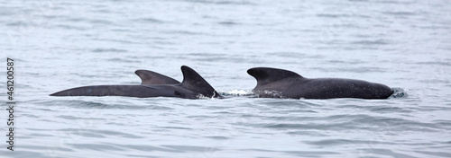 Pilot whale  Globicephala melas  with young calf breathing on the surface  Atlantic Ocean