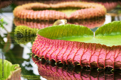 Victoria Amazonica