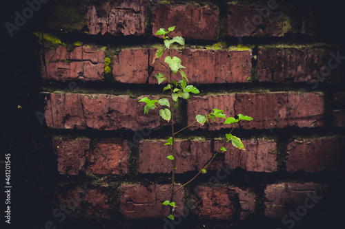 green plant on the background of an old brick wall, vintage