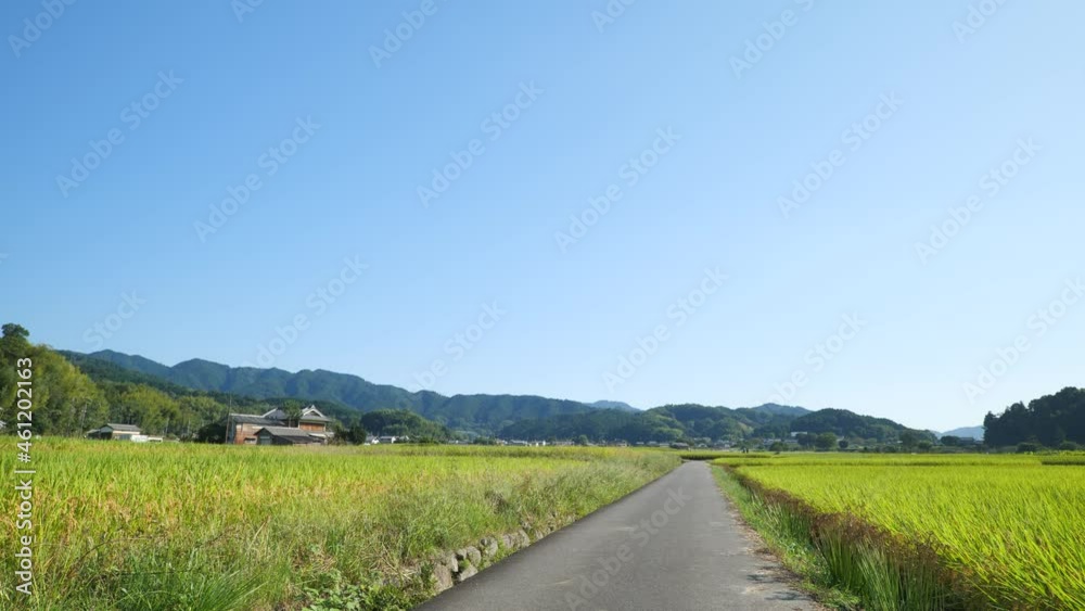 A sunny Japanese autumn, fields full of rice, and a straight road. A sunny Japanese autumn, fields full of rice, and a straight road.
