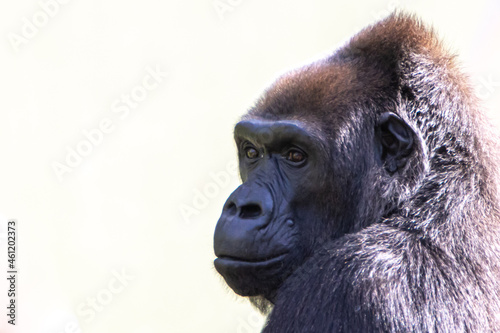 portrait of a gorilla on a white background