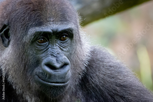 closeup portrait of a gorilla