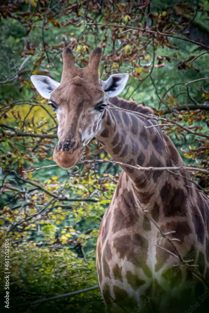 an african giraffe standing in a group of colorful trees an african giraffe standing in a group of colorful trees