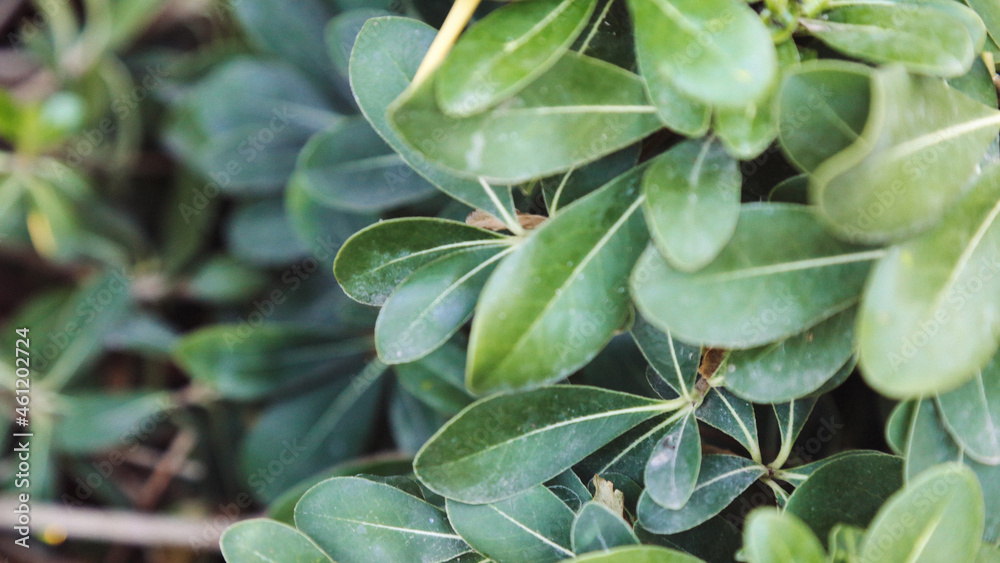 Green foliage in the forest in summer. Green foliage in the forest in summer.