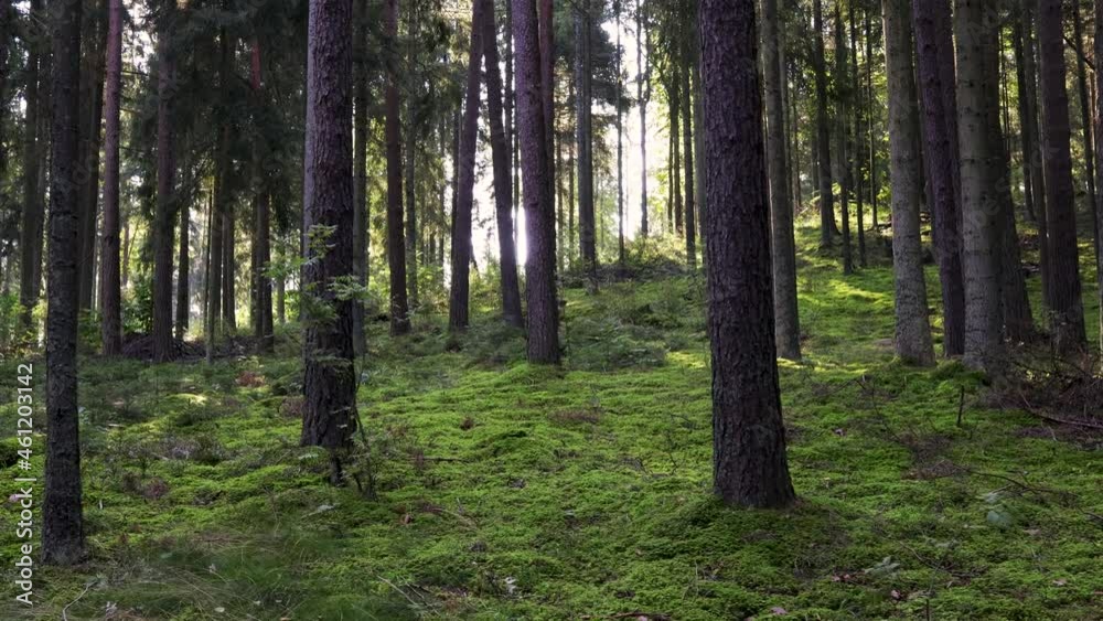 Coniferous forest on a summer day. Trees create dark shadows. Coniferous forest on a summer day. Trees create dark shadows.