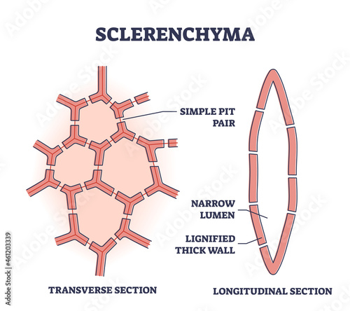 Sclerenchyma as ground or fundamental plant tissue type outline diagram. Labeled educational structure explanation with transverse and longitudinal section vector illustration. Microscopic biology.