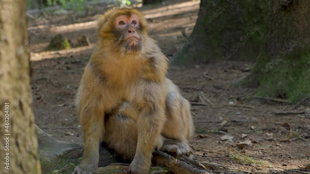 Close up of Barbary Macaque sitting in the forest and looking around. Close up of Barbary Macaque sitting in the forest and looking around.