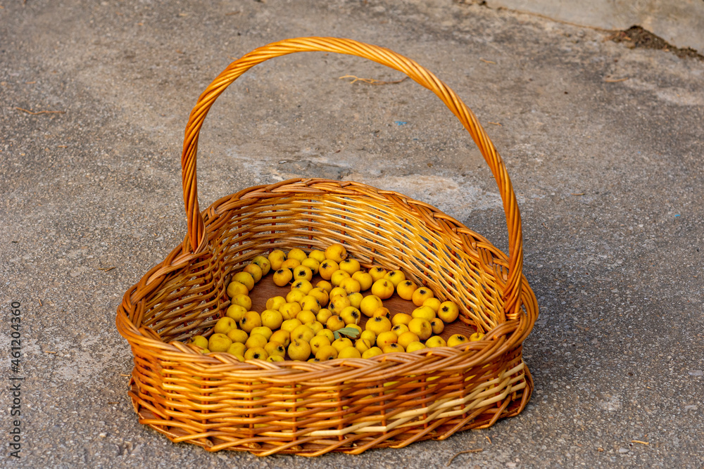Fresh ripe yellow hawthorn fruits inside traditional wicker basket.